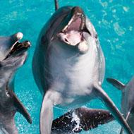 gc30seaworld-list Thumbnail